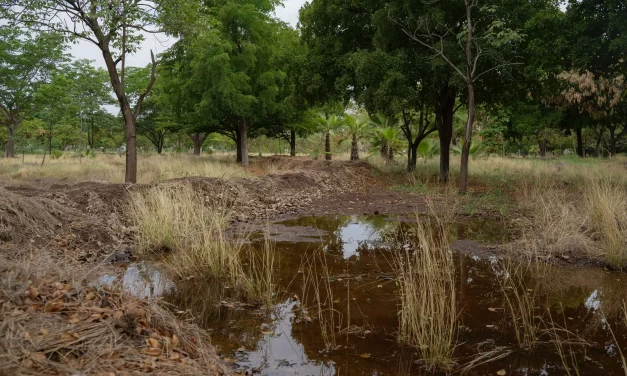 CON UN SISTEMA DE BORDOS NIVELADOS, EL PARQUE ECOLÓGICO CULIACÁN APROVECHA EL AGUA DE LLUVIA