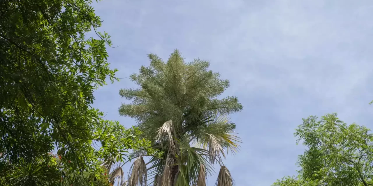 FLORECE OTRA GRAN PALMA CORYPHA EN JARDÍN BOTÁNICO CULIACÁN