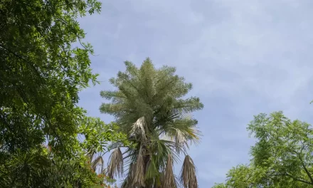 FLORECE OTRA GRAN PALMA CORYPHA EN JARDÍN BOTÁNICO CULIACÁN