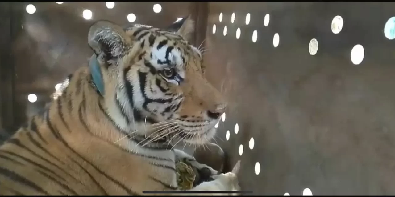 “TITA” ESTÁ A SALVO: TIGRE DE BENGALA ES ATENDIDO POR VETERINARIOS ESPECIALISTAS