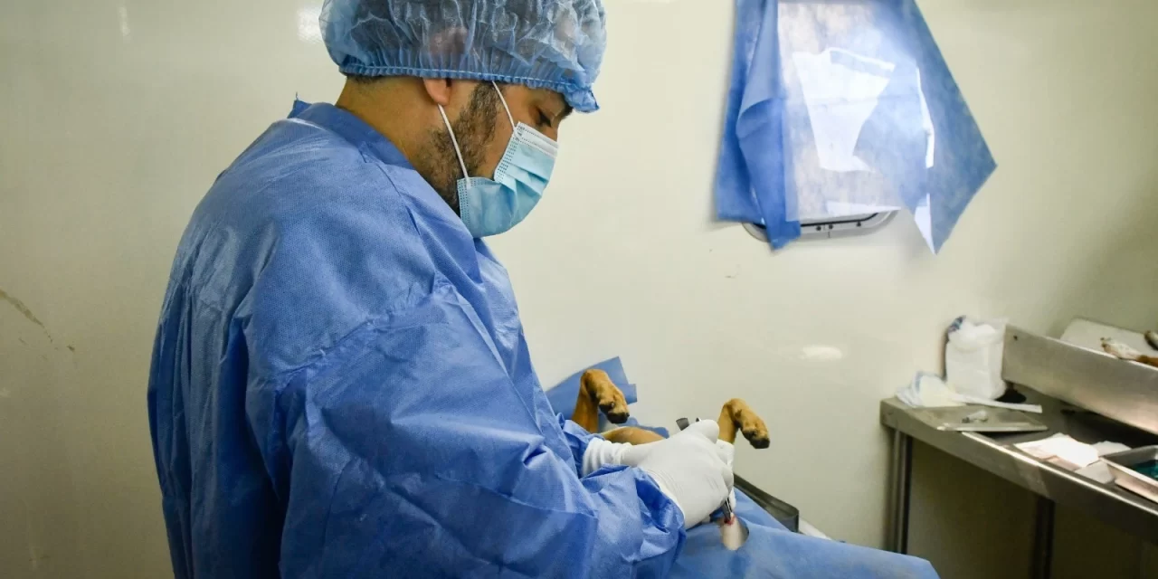 ESTERILIZACIÓN DE PERROS Y GATOS LLEGA A LA FERIA DEL BIENESTAR