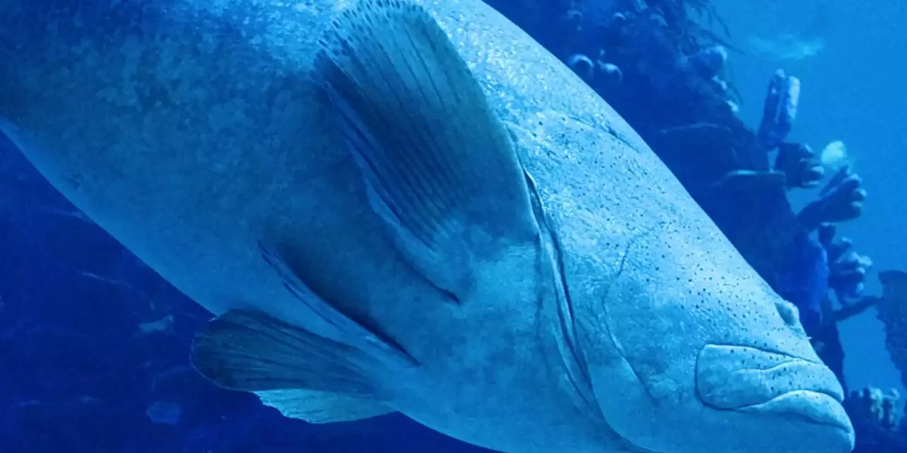 PECES GIGANTES VIVEN EN EL HÁBITAT DE LOS OCÉANOS DEL GRAN ACUARIO MAZATLÁN