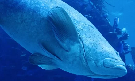 PECES GIGANTES VIVEN EN EL HÁBITAT DE LOS OCÉANOS DEL GRAN ACUARIO MAZATLÁN