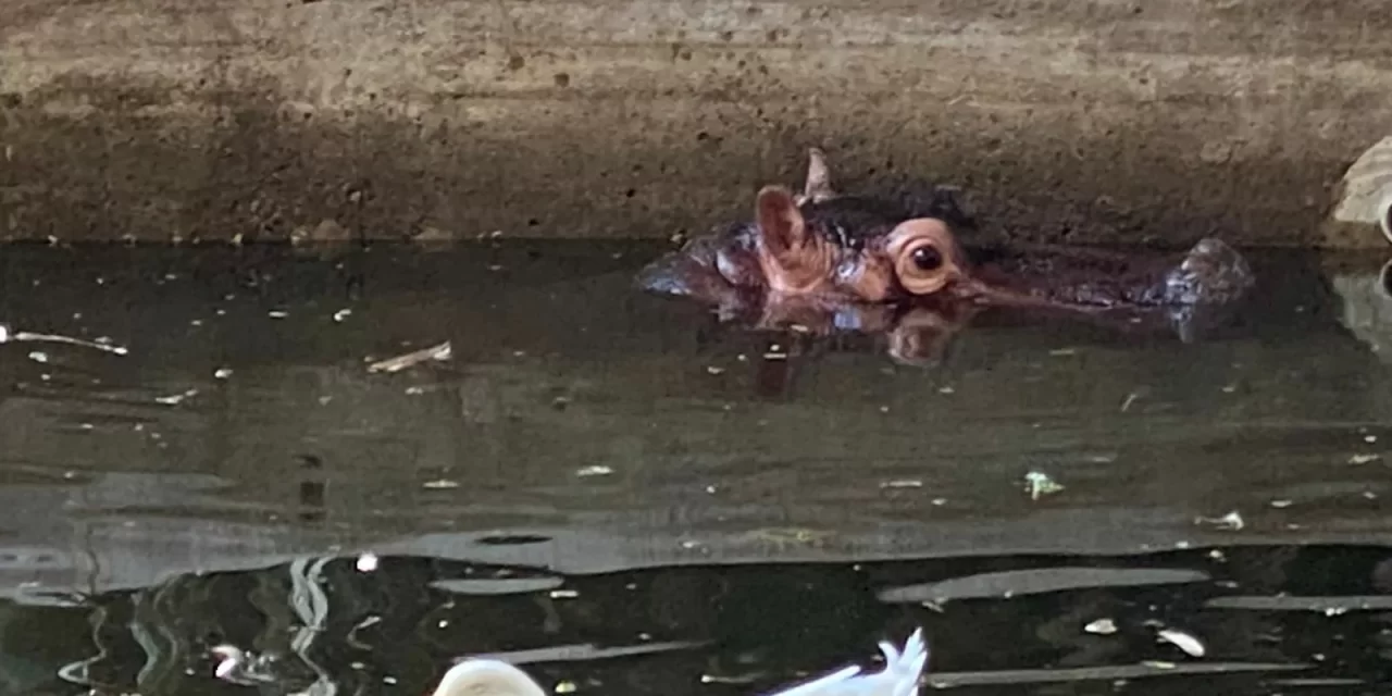 ZOOLÓGICO DE CULIACÁN LANZA EL PROGRAMA DE CONSERVACIÓN «EMBAJADORES DE LA BIODIVERSIDAD»