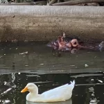 ZOOLÓGICO DE CULIACÁN LANZA EL PROGRAMA DE CONSERVACIÓN «EMBAJADORES DE LA BIODIVERSIDAD»