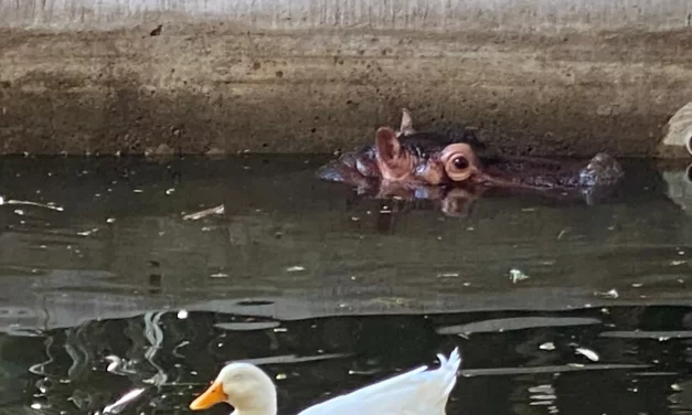 ZOOLÓGICO DE CULIACÁN LANZA EL PROGRAMA DE CONSERVACIÓN «EMBAJADORES DE LA BIODIVERSIDAD»