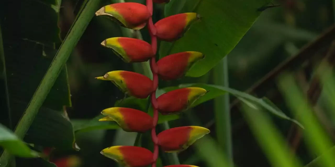 APROVECHA EL BUEN FIN CON DESCUENTOS EN PRODUCTOS Y SERVICIOS DE JARDÍN BOTÁNICO CULIACÁN