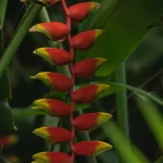 APROVECHA EL BUEN FIN CON DESCUENTOS EN PRODUCTOS Y SERVICIOS DE JARDÍN BOTÁNICO CULIACÁN