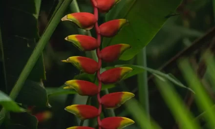 APROVECHA EL BUEN FIN CON DESCUENTOS EN PRODUCTOS Y SERVICIOS DE JARDÍN BOTÁNICO CULIACÁN