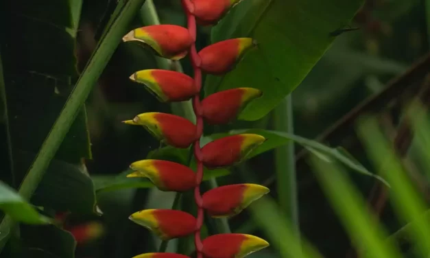 APROVECHA EL BUEN FIN CON DESCUENTOS EN PRODUCTOS Y SERVICIOS DE JARDÍN BOTÁNICO CULIACÁN