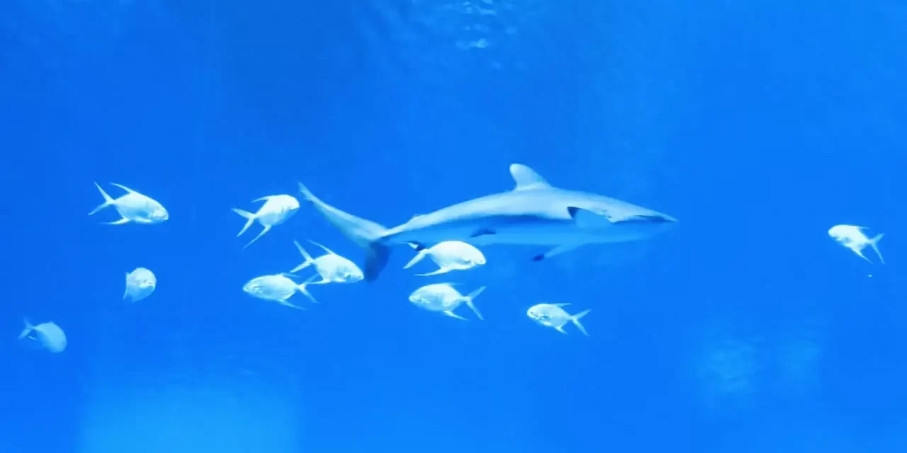 ESTE DICIEMBRE, EN GRAN ACUARIO, AMARÁS A LOS TIBURONES Y SU GRAN APORTE A LOS OCÉANOS