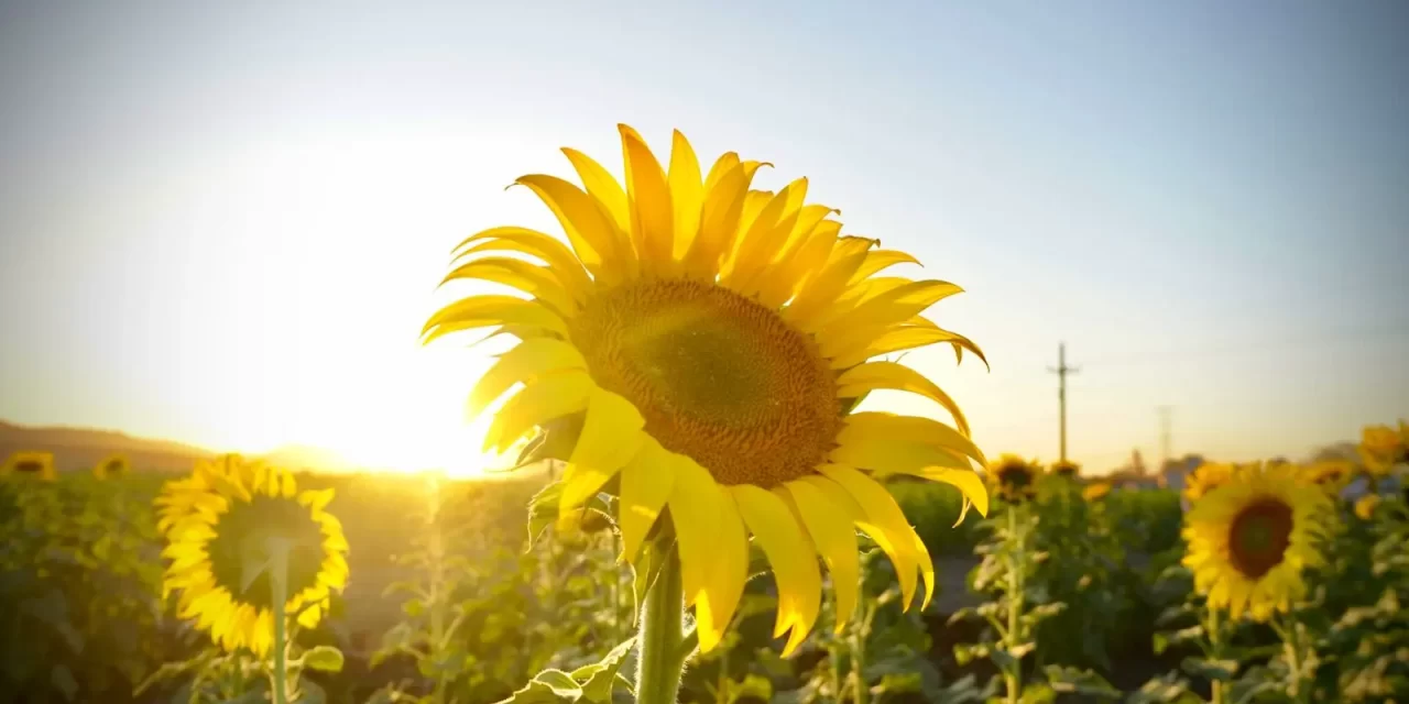 CAMPO DE GIRASOLES EN MOCORITO ES UNA MUESTRA DE LA RIQUEZA CULTURAL DE SINALOA: MIREYA SOSA OSUNA