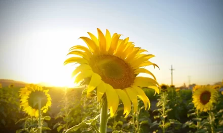 CAMPO DE GIRASOLES EN MOCORITO ES UNA MUESTRA DE LA RIQUEZA CULTURAL DE SINALOA: MIREYA SOSA OSUNA