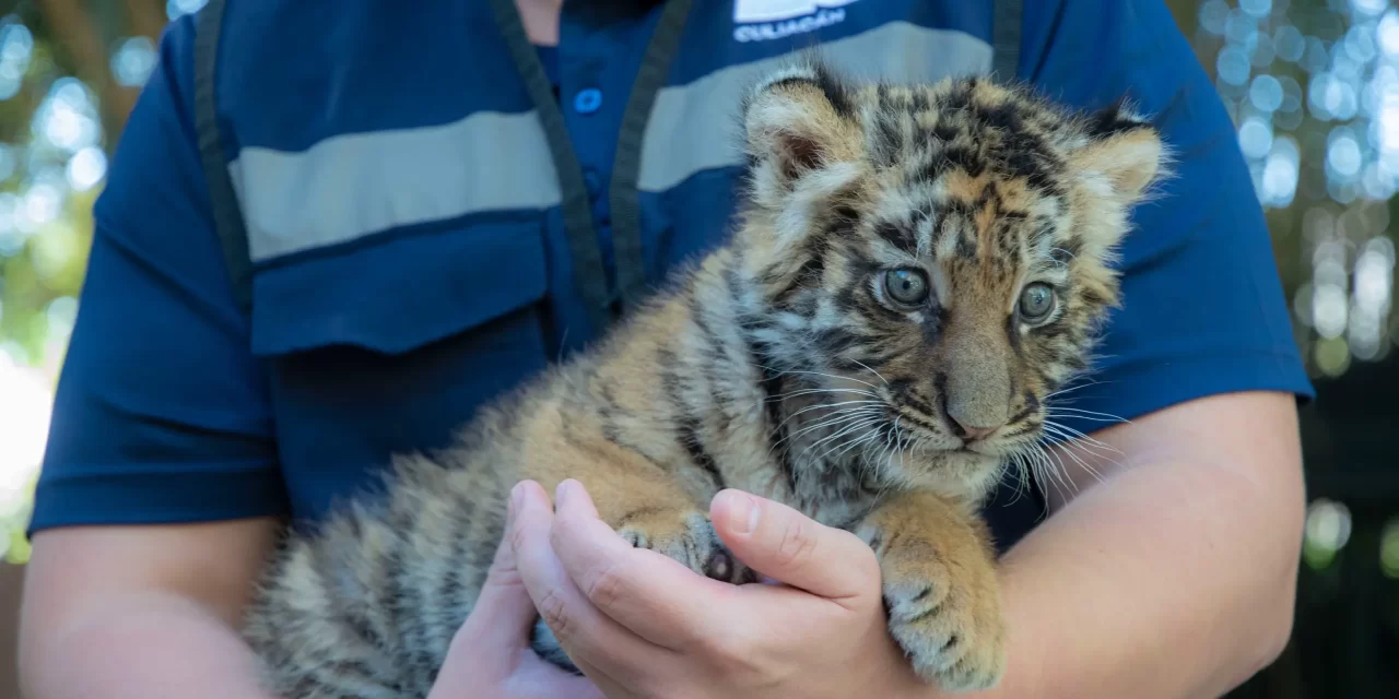 ZOOLÓGICO DE CULIACÁN CELEBRA NACIMIENTO DE NUEVO INTEGRANTE: TIGRE DE BENGALA