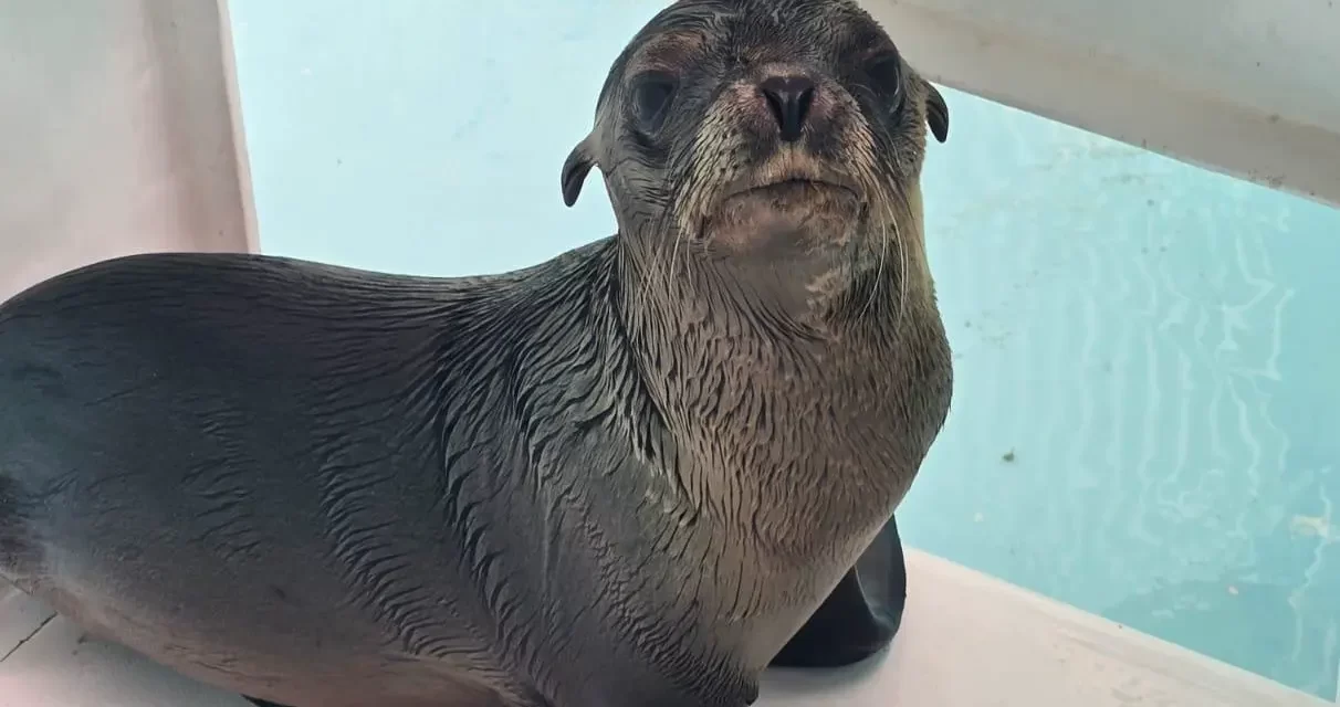 EQUIPO DE RESCATE Y BIENESTAR ANIMAL DEL GRAN ACUARIO LOGRA SALVAMENTO DE LOBO MARINO EN CANALES DE LA MARINA MAZATLÁN