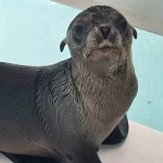 EQUIPO DE RESCATE Y BIENESTAR ANIMAL DEL GRAN ACUARIO LOGRA SALVAMENTO DE LOBO MARINO EN CANALES DE LA MARINA MAZATLÁN