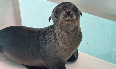 EQUIPO DE RESCATE Y BIENESTAR ANIMAL DEL GRAN ACUARIO LOGRA SALVAMENTO DE LOBO MARINO EN CANALES DE LA MARINA MAZATLÁN