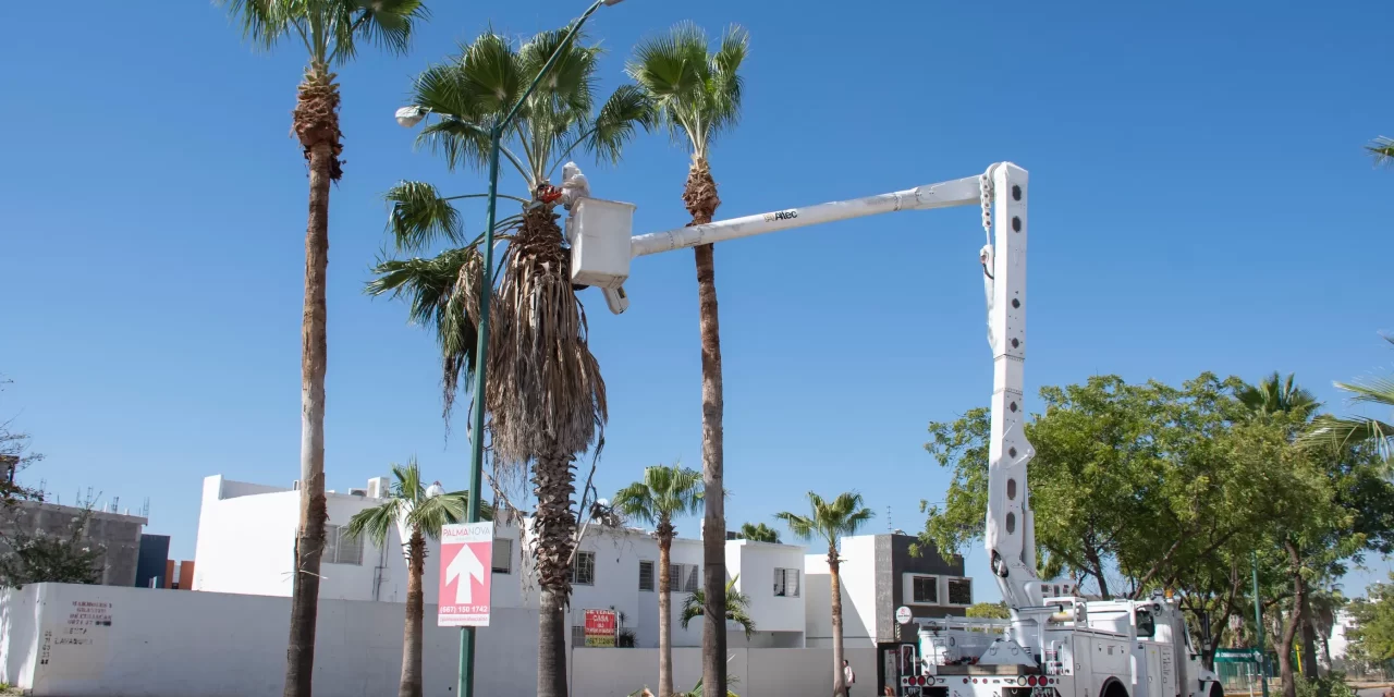 AYUNTAMIENTO DE CULIACÁN INTENSIFICA JORNADAS DE LIMPIEZA Y PODA DE PALMERAS PARA EMBELLECER LA CIUDAD