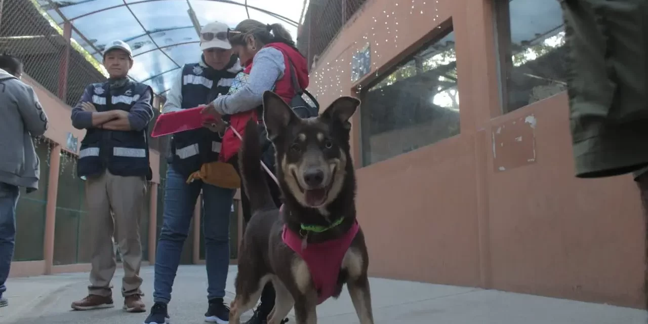 CON LA CAMPAÑA DE ADOPCIÓN, 7 MASCOTAS YA TIENEN UN NUEVO HOGAR