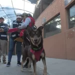 CON LA CAMPAÑA DE ADOPCIÓN, 7 MASCOTAS YA TIENEN UN NUEVO HOGAR