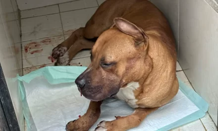 MAX, EL PERRITO QUE CONFUNDIÓ UN ATAQUE CON UN JUEGO