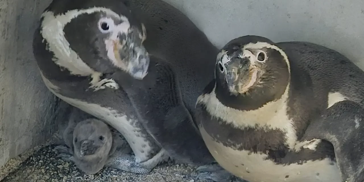 GRAN ACUARIO LOGRA LA REPRODUCCIÓN DEL PRIMER PINGÜINO EN MAZATLÁN