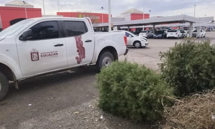 REITERAN INVITACIÓN PARA RECICLAR ÁRBOLES DE NAVIDAD EN CENTROS DE ACOPIO