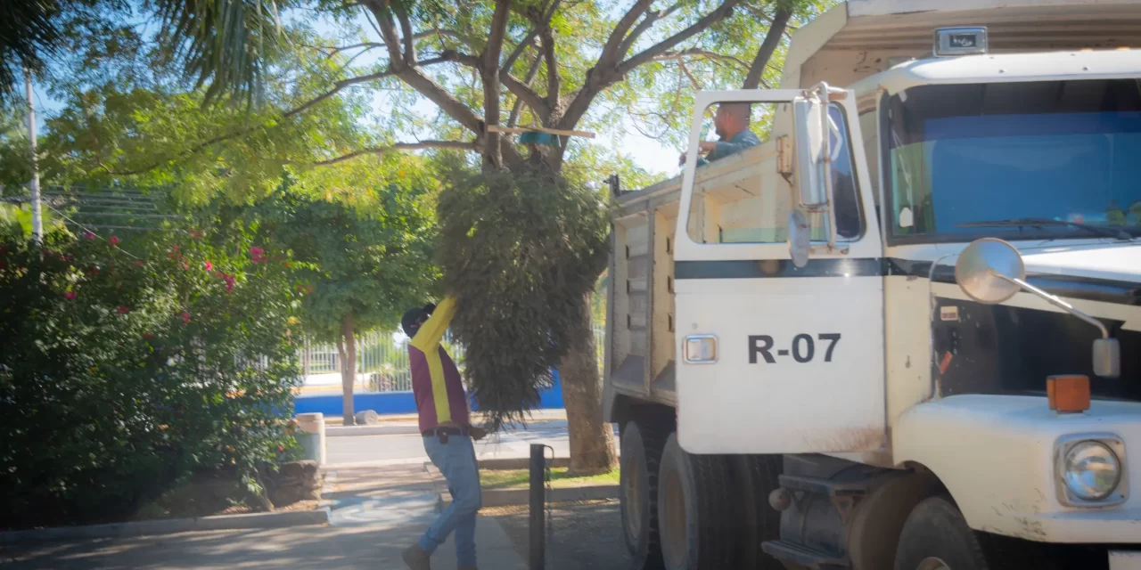 INSTALARÁN CENTROS DE ACOPIO PARA ÁRBOLES DE NAVIDAD