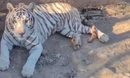 FELINOS RESCATADOS: VÍCTIMAS SILENCIOSAS DE LA VIOLENCIA EN SINALOA