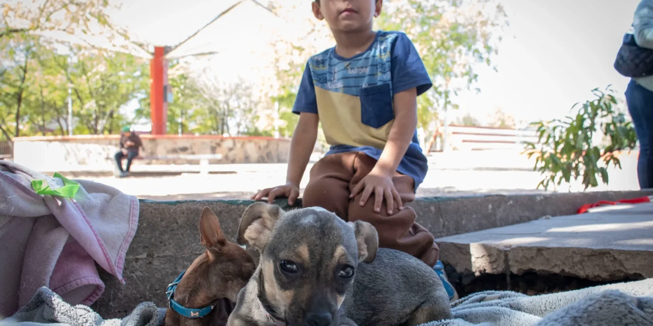 INICIA CAMPAÑA DE ESTERILIZACIÓN DE PERROS Y GATOS EN DIF VALLADO