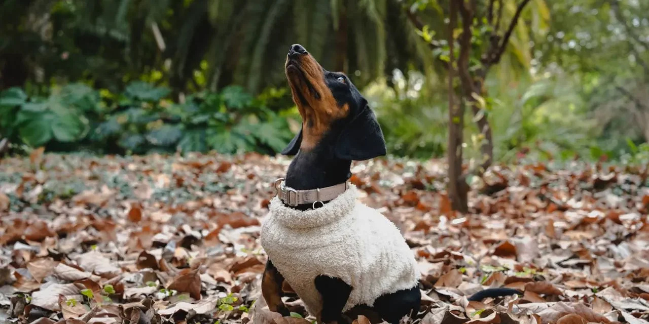 JARDÍN BOTÁNICO CULIACÁN PROMUEVE UNA CULTURA DOGFRIENDLY; DISFRUTA ESTE ESPACIO JUNTO A TU MASCOTA