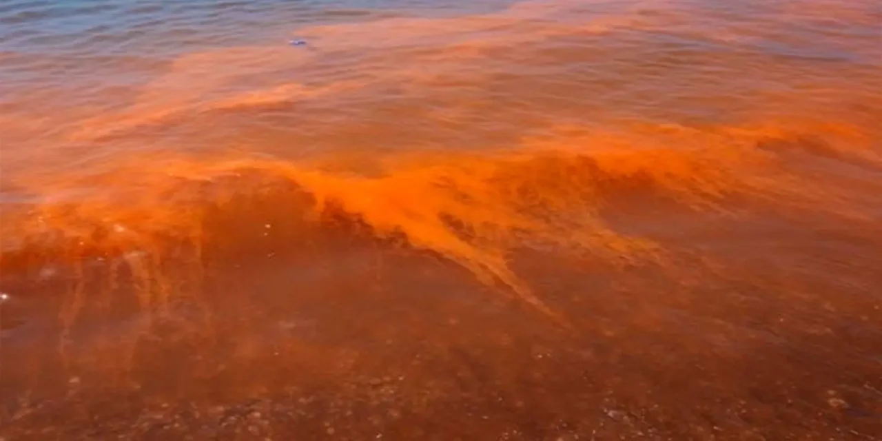 PERSISTENCIA DE MAREA ROJA EN COSTAS DE SINALOA NO ES COMÚN