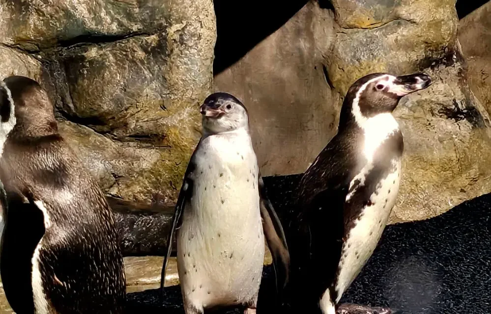 UNA PEQUEÑA HEMBRA PINGÜINO VIENE A ALEGRAR LA COLONIA DEL GRAN ACUARIO MAZATLÁN