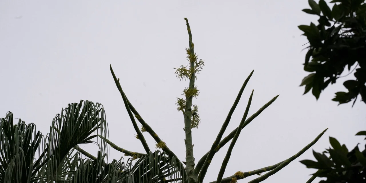 ADMIRA LA ETAPA FINAL DE LA PALMERA TALIPOT EN JARDÍN BOTÁNICO CULIACÁN