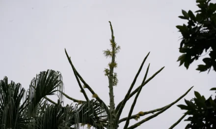 ADMIRA LA ETAPA FINAL DE LA PALMERA TALIPOT EN JARDÍN BOTÁNICO CULIACÁN