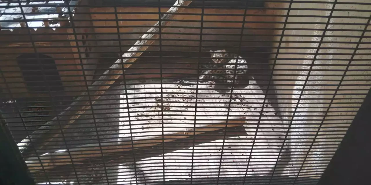 LA VIDA DE CIENTOS DE ANIMALES SILVESTRES, ESTÁN EN RIESGO POR LA VIOLENCIA Y EL ABSOLUTO DESCUIDO EN EL ZOO CULIACÁN
