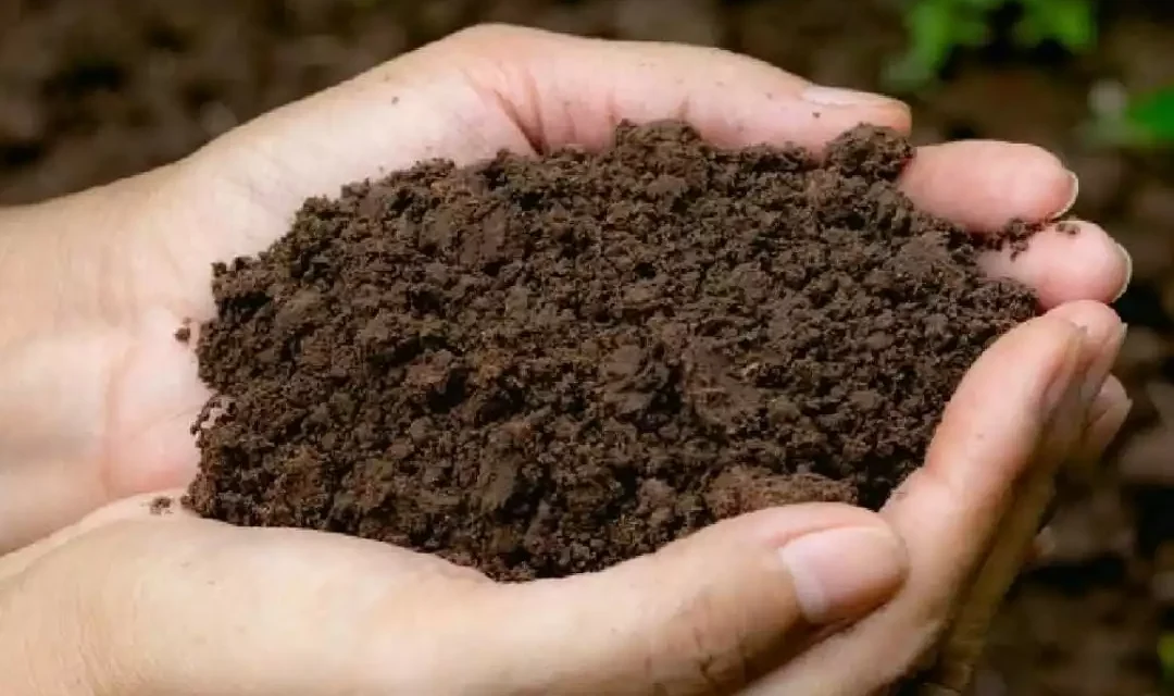 ANTE LA ESCASEZ DE AGUA, JARDÍN BOTÁNICO CULIACÁN RECOMIENDA MEJORAR LA CAPACIDAD DE RETENCIÓN DE AGUA EN SUELOS DE PARQUES Y ÁREAS VERDES