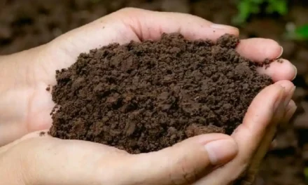 ANTE LA ESCASEZ DE AGUA, JARDÍN BOTÁNICO CULIACÁN RECOMIENDA MEJORAR LA CAPACIDAD DE RETENCIÓN DE AGUA EN SUELOS DE PARQUES Y ÁREAS VERDES