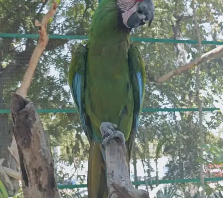CASA GUACAMAYA DEL GRAN ACUARIO