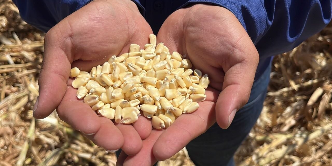 PRODUCTORES DE MAÍZ EN CRISIS POR CAÍDA DE PRECIOS Y AVALANCHA DE IMPORTACIONES