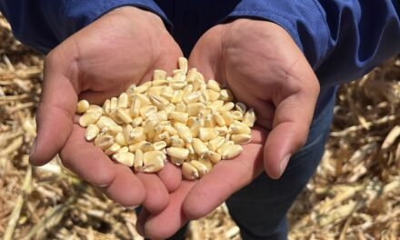 PRODUCTORES DE MAÍZ EN CRISIS POR CAÍDA DE PRECIOS Y AVALANCHA DE IMPORTACIONES