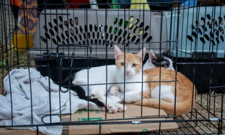 CONCLUYE CON ÉXITO LA CAMPAÑA DE ESTERILIZACIÓN GRATUITA EN EL SECTOR SUR DE CULIACÁN: 166 ANIMALITOS FUERON ATENDIDOS