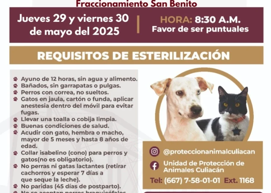 HABRÁ CAMPAÑA DE ESTERILIZACIÓN GRATUITA PARA PERROS MESTIZOS Y GATOS EN CULIACÁN