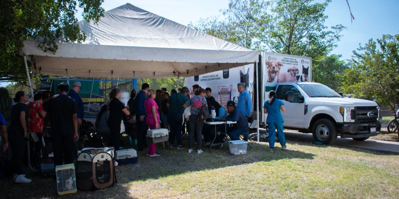 EXITOSA JORNADA DE ESTERILIZACIÓN GRATUITA EN CULIACÁN: 77 MASCOTAS ATENDIDAS EN PRIMER DÍA