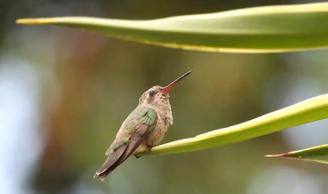 JARDÍN BOTÁNICO CULIACÁN: EL PARAÍSO DE LOS POLINIZADORES