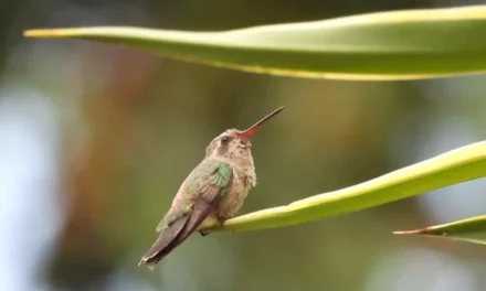 JARDÍN BOTÁNICO CULIACÁN: EL PARAÍSO DE LOS POLINIZADORES