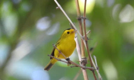 JARDÍN BOTÁNICO CULIACÁN Y PARQUE ECOLÓGICO: ESPACIOS VITALES PARA LAS AVES MIGRATORIAS