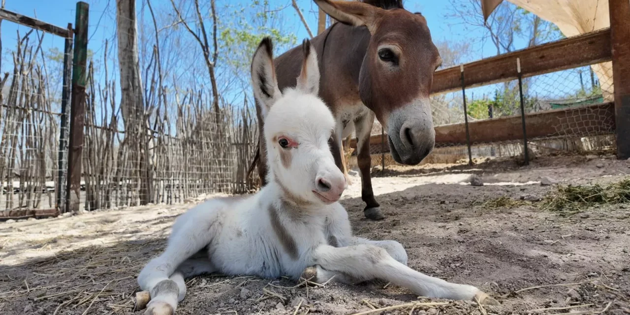 CONTINÚA EL TRASLADO DE ANIMALES DE OSTOK CULIACÁN A MAZATLÁN