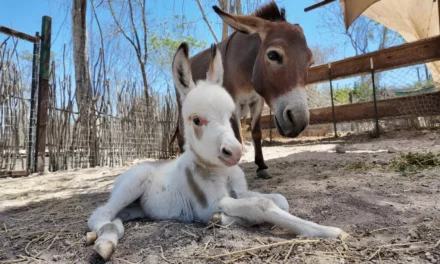 CONTINÚA EL TRASLADO DE ANIMALES DE OSTOK CULIACÁN A MAZATLÁN