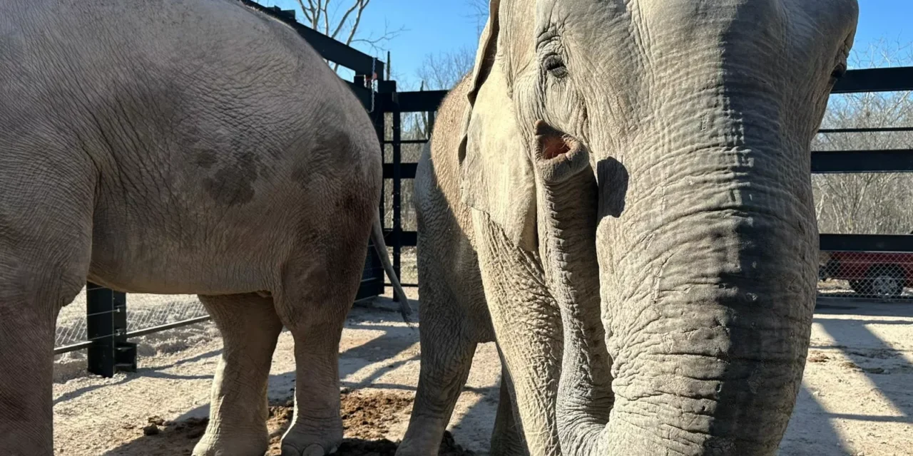 PRIMEROS EJEMPLARES REUBICADOS DE OSTOK SANCTUARY SE ADAPTAN CON ÉXITO EN BIOPARC EL ENCANTO